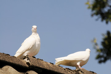 White European turtle dove sitting on house roof