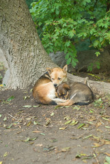 Stray mother dog resting with its child together under maple tree.
