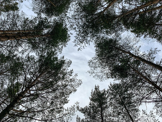 tops of the pine trees background, looking up