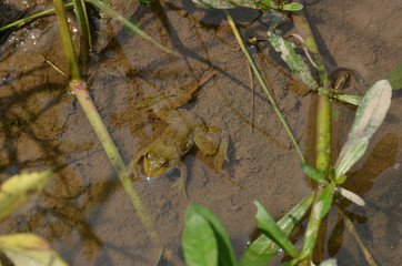 the small brown frog melt with clay in the water.