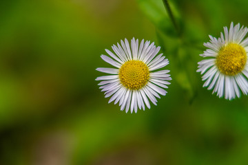 Obraz premium Gänesblümchen