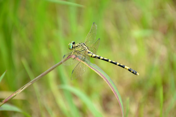Fototapeta na wymiar the beautiful dragonfly hold on grass plant in the forest.