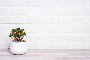 Houseplant in flowerpots on a table near white brick wall.