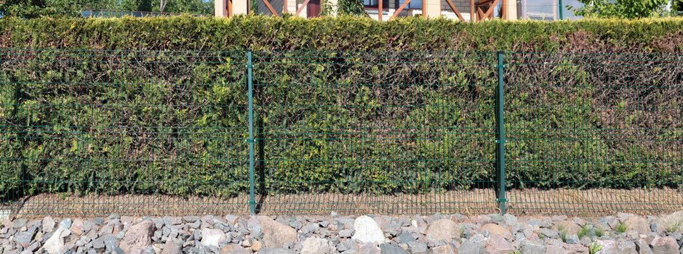 Green hedge behind the metal mesh fence.