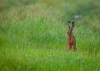 rabbit in the grass