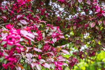 Botanic garden in Minsk