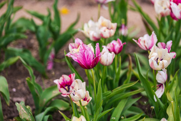 Botanic garden in Minsk