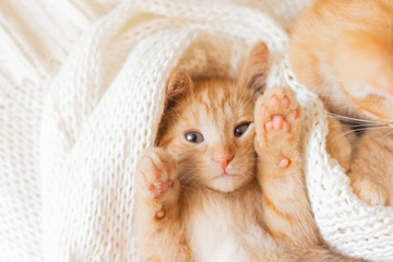 Cute little red kitten sleeps lying on your back on knitted white blanket. funny pets. ginger cat