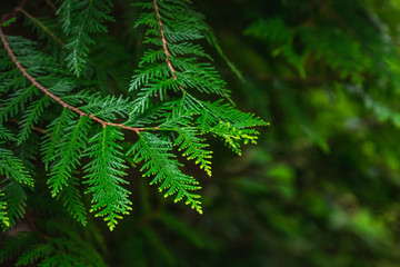Botanic garden in Minsk