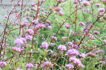 Natural background in purple and green colors