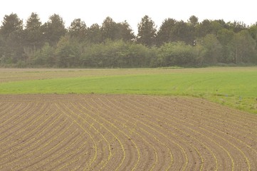 Fototapeta na wymiar Corn field in Brittany