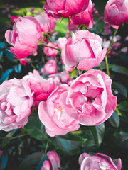 tender garden roses bush