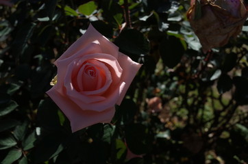 Faint Pink Flower of Rose 'Koki' in Full Bloom

