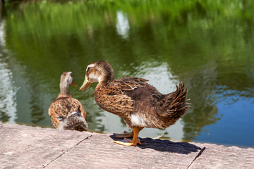 Duck close-up by the pond