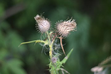 dry prickly flower buds on a green background