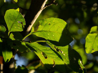 Details of green leaves