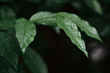 Close-up green leaves with water drop of rain on dark background.