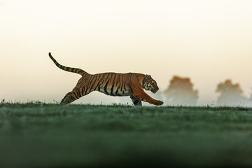 Siberian tiger (Panthera tigris tigris) running around in the early mist