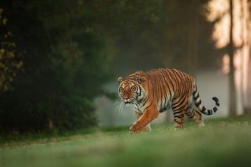 Siberian tiger (Panthera tigris tigris) very dangerous meeting early in the morning in the woods