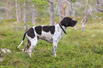 Dog english pointer