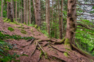 Wurzelweg im Wald