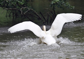 Schwan landet auf dem Wasser