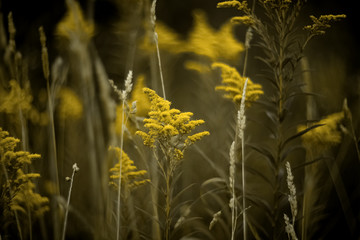 Yellow autumn flowers in field on dark green blurred grass steam background