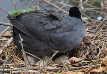 Blesshuhn bei der Aufzucht der Jungen