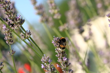 Bumblebee (Bombus) on Lavender (Lavandula)