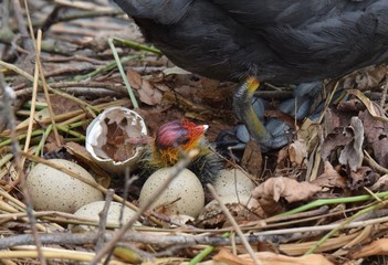 Obraz premium Blesshuhn bei der Aufzucht der Jungen