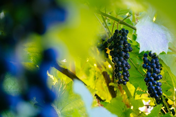 close up grape bunch in a garden blurred background