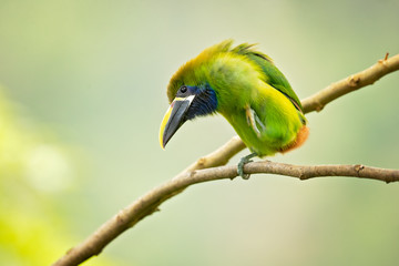 Emerald toucanet or northern emerald toucanet (Aulacorhynchus prasinus) is a species of near-passerine bird in the family Ramphastidae occurring in mountainous regions of Mexico and Central America