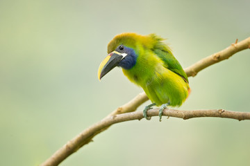 Emerald toucanet or northern emerald toucanet (Aulacorhynchus prasinus) is a species of near-passerine bird in the family Ramphastidae occurring in mountainous regions of Mexico and Central America