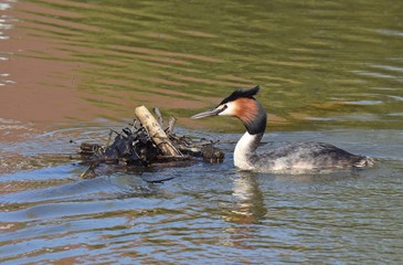 Haubentaucher mit Nachwuchs am Nest
