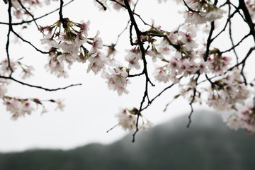 春　雨　桜　雫　山肌
