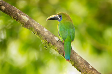 Emerald toucanet or northern emerald toucanet (Aulacorhynchus prasinus) is a species of near-passerine bird in the family Ramphastidae occurring in mountainous regions of Mexico and Central America