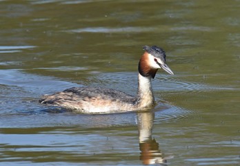 Haubentaucher mit Nachwuchs am Nest