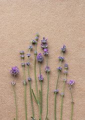Blooming lavender on a beige felt background. Flat lay. Top view.
