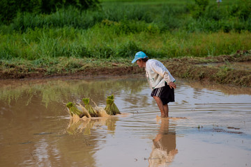 Transplanting Rice