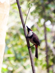 Bull Bull Bird Kerala