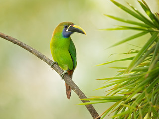 Emerald toucanet or northern emerald toucanet (Aulacorhynchus prasinus) is a species of near-passerine bird in the family Ramphastidae occurring in mountainous regions of Mexico and Central America