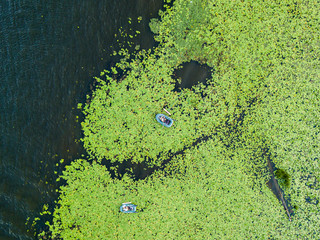 Aerial drone view. Fishing boat among water lilies in the river.