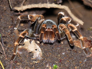 spider on the ground