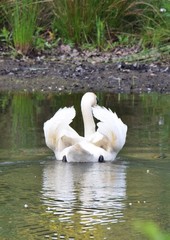 Nuria / Biber an einem Fluss im Fr&uuml;hling
