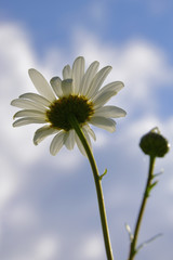 Blooming wild daisies directed in the blue summer sky. Hot summer in the foothills of the Western Urals.