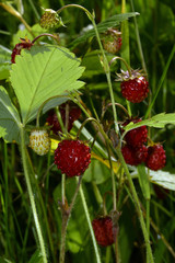 Ripe red berries of wild strawberry in dense grass on a forest lawn. Hot summer in the foothills of the Western Urals.