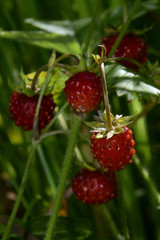 Ripe red berries of wild strawberry in dense grass on a forest lawn. Hot summer in the foothills of the Western Urals.