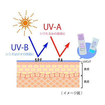 紫外線カット　（肌の断面図イメージ）
