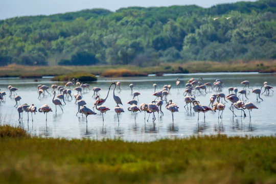Italy Tuscany maremma Castiglione della Pescaia, natural reserve of Diaccia Botrona, colony of flamingos