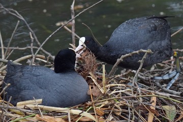 Blesshuhn bei der Aufzucht der Jungen
